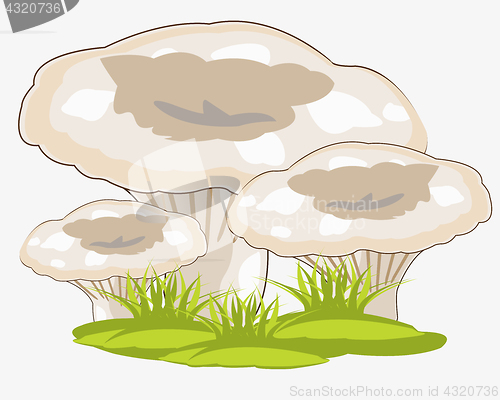 Image of Mushrooms in herb