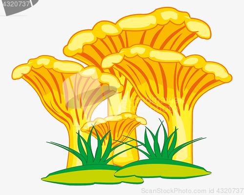 Image of Edible mushroom chanterelle
