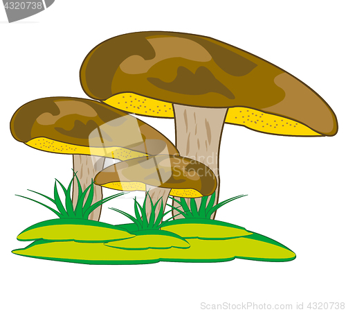 Image of Mushroom suillus granulatus