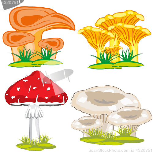 Image of Edible and poisonous mushroom