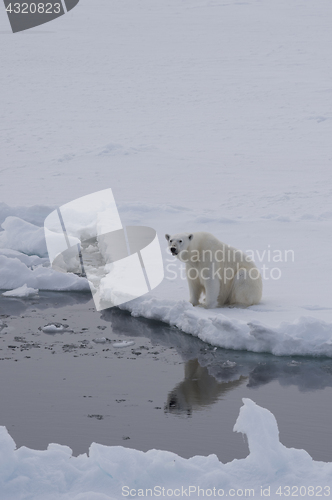 Image of Polar bear on the ice