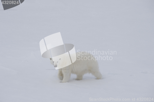 Image of Polar bear walking on the ice.