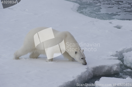 Image of Big polar bear on drift ice edge .