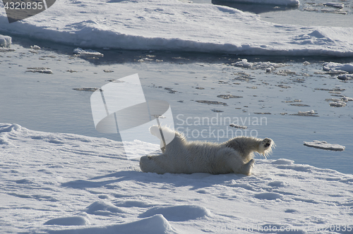 Image of Polar bear walking on the ice.