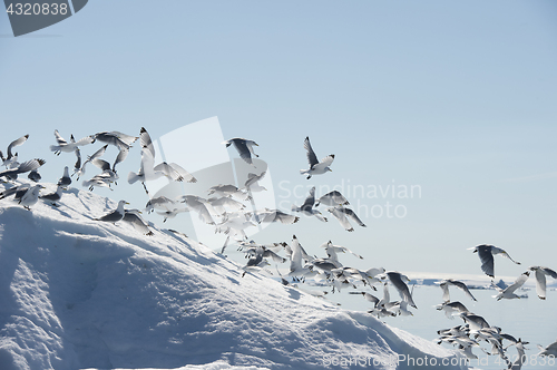 Image of Black-legged Kittiwake on iceberg