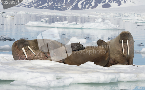 Image of Walruses on ice flow