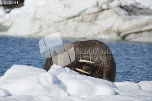 Image of Walrus on ice flow