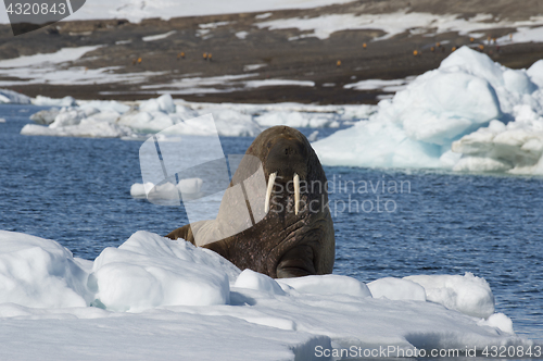 Image of Walrus on ice flow