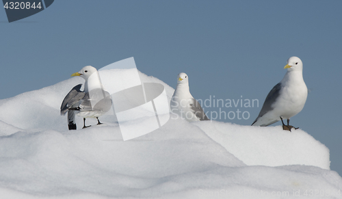 Image of Black-legged Kittiwake on iceberg