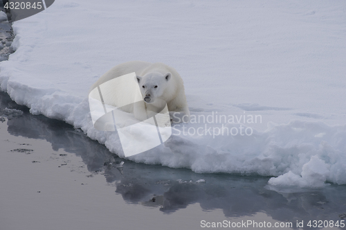 Image of Polar bear on the ice