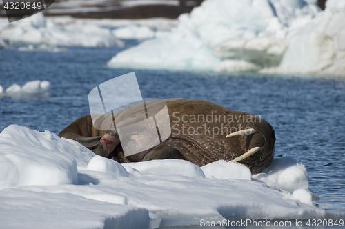 Image of Walrus on ice flow