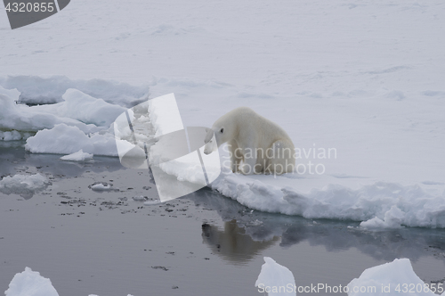 Image of Polar bear on the ice