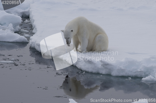 Image of Polar bear on the ice