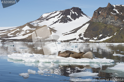 Image of Walruses on ice flow