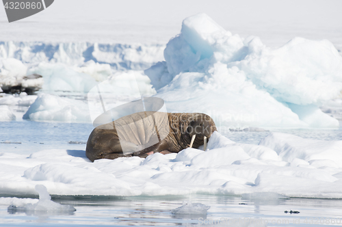 Image of Walrus on ice flow