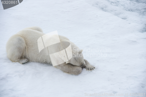 Image of Polar bear walking on the ice.