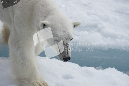 Image of Polar bear walking on the ice.