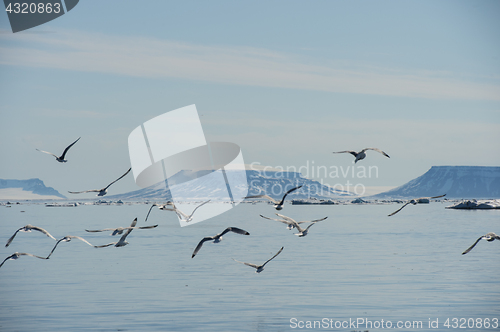 Image of Black-legged Kittiwake flying