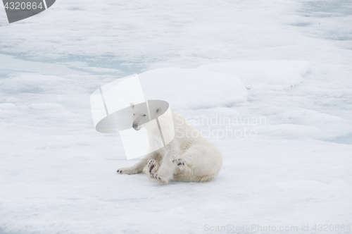 Image of Polar bear walking on the ice.