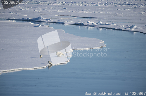 Image of Polar bears walking on the ice.
