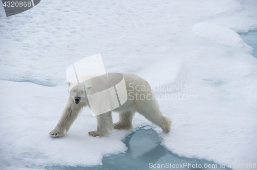 Image of Big polar bear on drift ice edge .