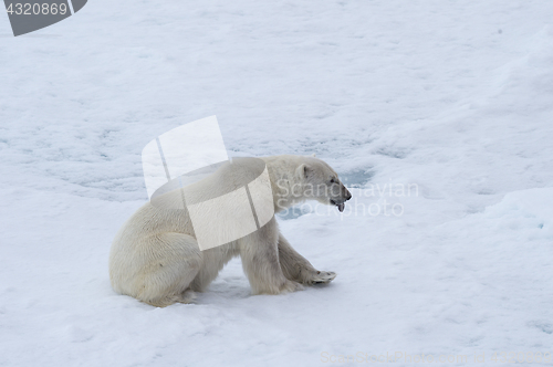 Image of Polar bear walking on the ice.