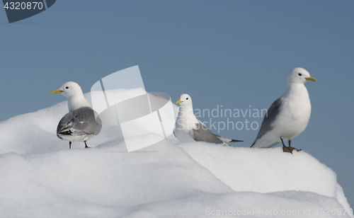 Image of Black-legged Kittiwake on iceberg