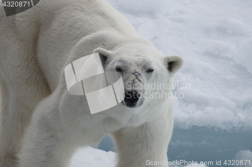 Image of Polar bear walking on the ice.