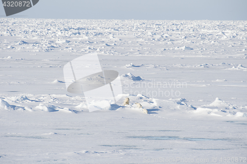 Image of Polar bears walking on the ice.