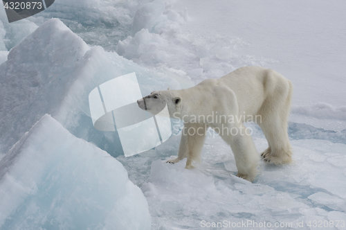 Image of Polar bear walking on the ice.