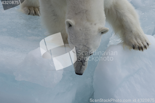 Image of Polar bear walking on the ice.