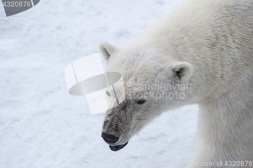 Image of Polar bear walking on the ice.