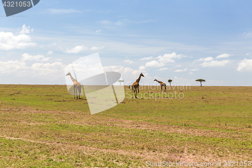 Image of giraffes in savannah at africa
