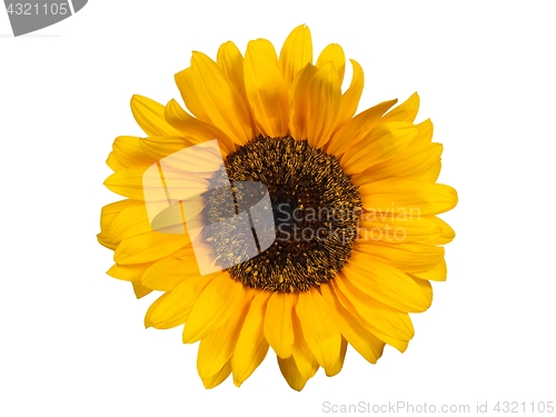 Image of Sunflower on white