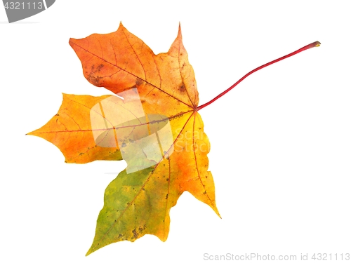 Image of Autumn leaf on white