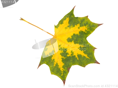 Image of Autumn maple leaf