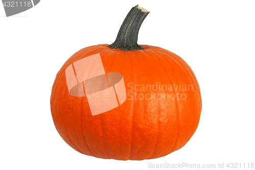 Image of Pumpkin on white