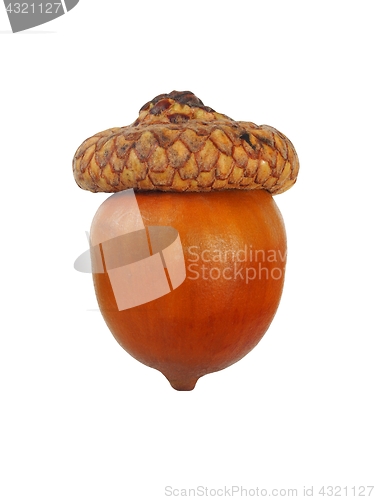 Image of Acorn on white