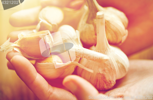 Image of close up of woman hands holding garlic