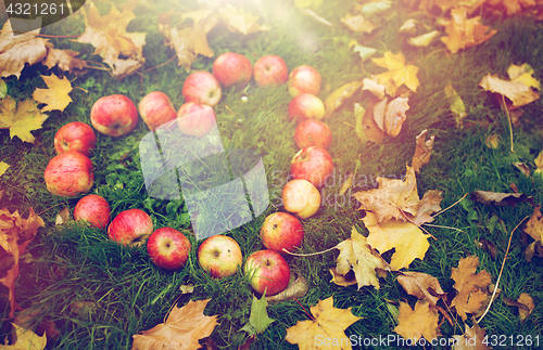 Image of apples in heart shape and autumn leaves on grass