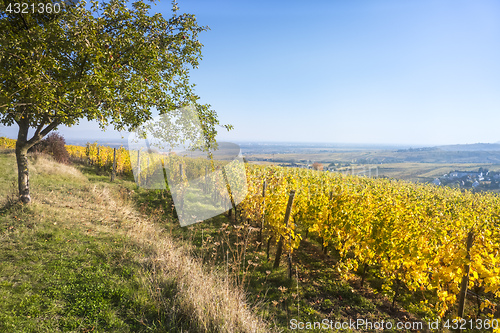 Image of a view over a vineyard at Alsace France in autumn light
