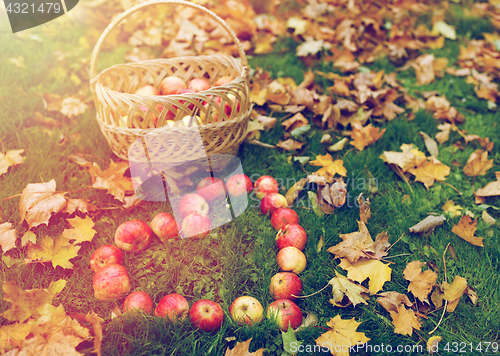 Image of apples in heart shape and autumn leaves on grass