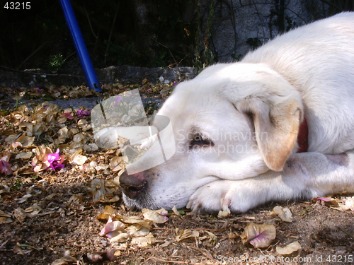 Image of Cuca