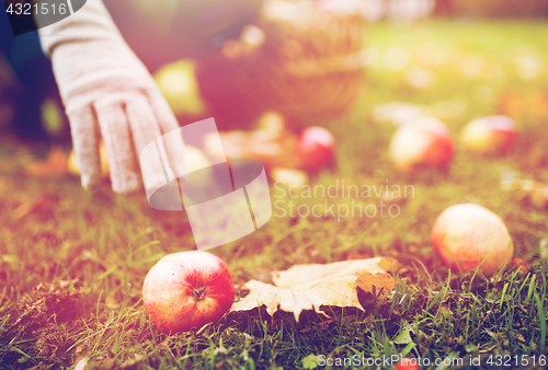 Image of woman with basket picking apples at autumn garden