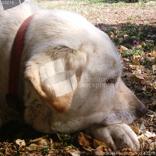 Image of Cuca
