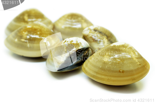 Image of Fresh uncooked clams