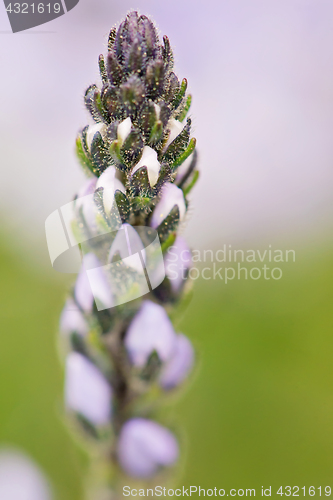 Image of Flower in the form of candles