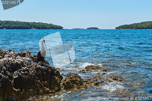 Image of Cormorant on the beach in Istria