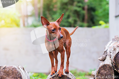 Image of Portrait of red miniature pinscher dog