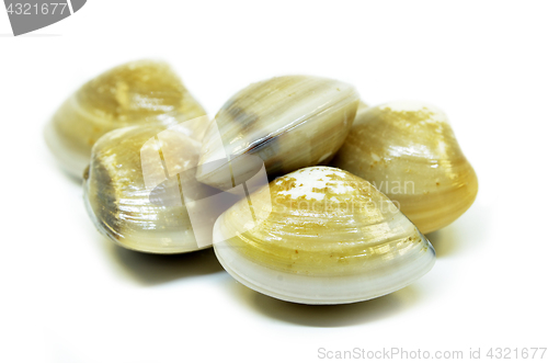 Image of Fresh uncooked clams